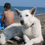 Informationen für die Reise und den Urlaub mit Hund